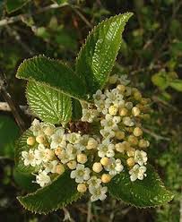 Attēlu rezultāti vaicājumam “Viburnum lantana”