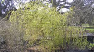 Attēlu rezultāti vaicājumam “Salix x doniana”