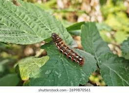 Attēlu rezultāti vaicājumam “Euproctis similis imago”