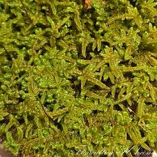 Attēlu rezultāti vaicājumam “Hypnum”