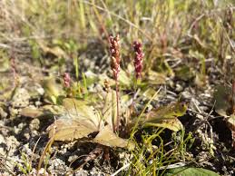 Attēlu rezultāti vaicājumam “Plantago major subsp. intermedia”