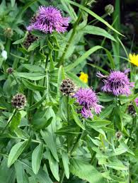 Attēlu rezultāti vaicājumam “Centaurea scabiosa leaf”