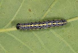 Attēlu rezultāti vaicājumam “Orthosia sp.”