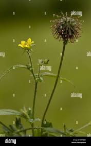 Image result for Geum urbanum