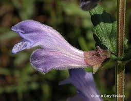Attēlu rezultāti vaicājumam “Scutellaria galericulata leaf”