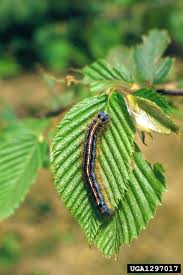 Attēlu rezultāti vaicājumam “Malacosoma neustria larva”