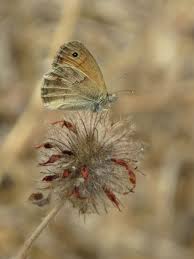 Attēlu rezultāti vaicājumam “Coenonympha pamphilus underside”