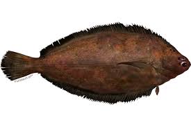 Image result for Parophrys vetulus