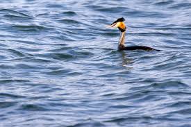 Attēlu rezultāti vaicājumam “Podiceps cristatus”