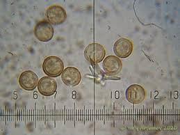 Attēlu rezultāti vaicājumam “Didymium serpula”