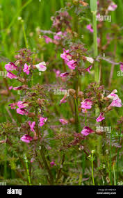 Attēlu rezultāti vaicājumam “Pedicularis palustris flower”