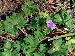 Attēlu rezultāti vaicājumam “Geranium molle”
