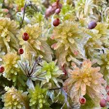 Attēlu rezultāti vaicājumam “Sphagnum quinquefarium”