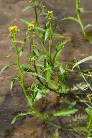 Attēlu rezultāti vaicājumam “Rorippa amphibia leaf”