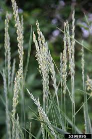 Attēlu rezultāti vaicājumam “Elytrigia repens subsp. arenosa”