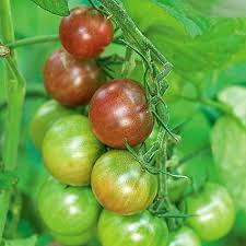 Afbeeldingsresultaat voor black cherry tomato