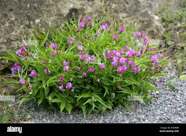 Attēlu rezultāti vaicājumam “Leguminosae”