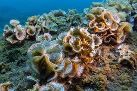 Attēlu rezultāti vaicājumam “Dictydiaethaliaceae”