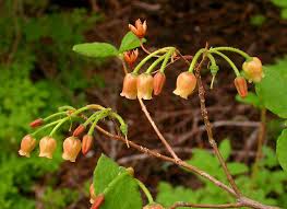 Attēlu rezultāti vaicājumam “Menziesia ferruginea”