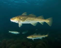 Image result for Pollachius virens