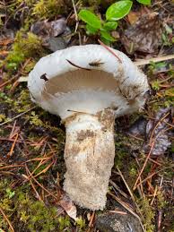 Attēlu rezultāti vaicājumam “Tricholoma sp.”