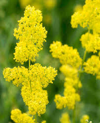Attēlu rezultāti vaicājumam “Galium verum flower”