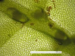 Attēlu rezultāti vaicājumam “Chiloscyphus pallescens”