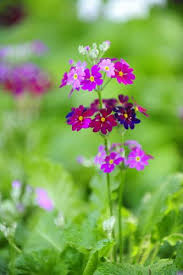 Image result for Primula malacoides