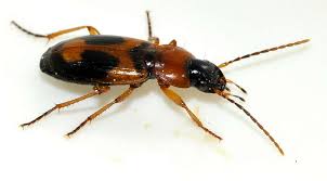 Attēlu rezultāti vaicājumam “Badister bullatus”