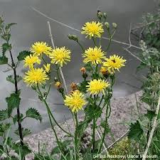 Attēlu rezultāti vaicājumam “Crepis biennis”