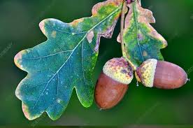 Attēlu rezultāti vaicājumam “Quercus robur leaf”