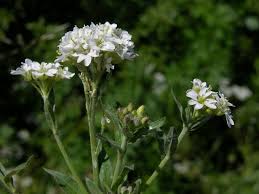 Attēlu rezultāti vaicājumam “Berteroa incana flower”
