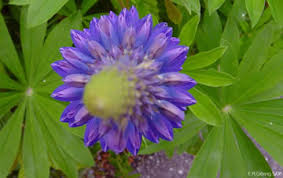 Attēlu rezultāti vaicājumam “Lupinus polyphyllus flower”