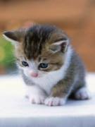 「森美朝子 東のエデン」の画像検索結果