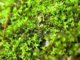 Attēlu rezultāti vaicājumam “Dichodontium pellucidum”