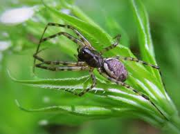 Attēlu rezultāti vaicājumam “Neriene montana”