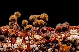 Attēlu rezultāti vaicājumam “Cribraria sp.”