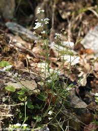 Attēlu rezultāti vaicājumam “Cardaminopsis arenosa leaf”