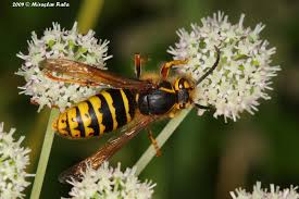 Attēlu rezultāti vaicājumam “Dolichovespula media”