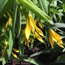Attēlu rezultāti vaicājumam “Uvularia grandiflora flower”