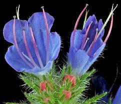 Attēlu rezultāti vaicājumam “Echium vulgare flower”