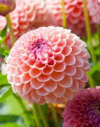 Image result for Dahlia x pinnata `Decorative Giants`