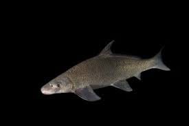 Image result for Cycleptus elongatus