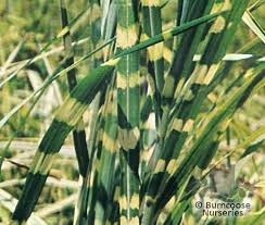 Image result for Miscanthus sinensis Zebrina