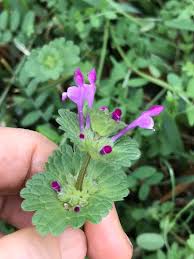 Attēlu rezultāti vaicājumam “Lamium amplexicaule flower”