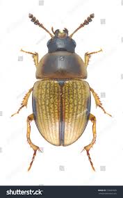 Attēlu rezultāti vaicājumam “Leiodidae”