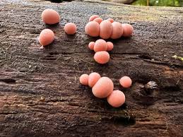 Attēlu rezultāti vaicājumam “Lycogala maculatum macro”