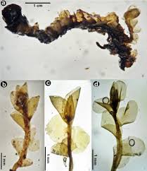Attēlu rezultāti vaicājumam “Jungermannia leiantha”