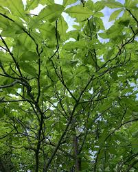 Attēlu rezultāti vaicājumam “Magnolia acuminata leaf”
