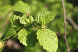 Attēlu rezultāti vaicājumam “Alnus”